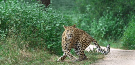 Jhalana Leopard Safari Jaipur Tour