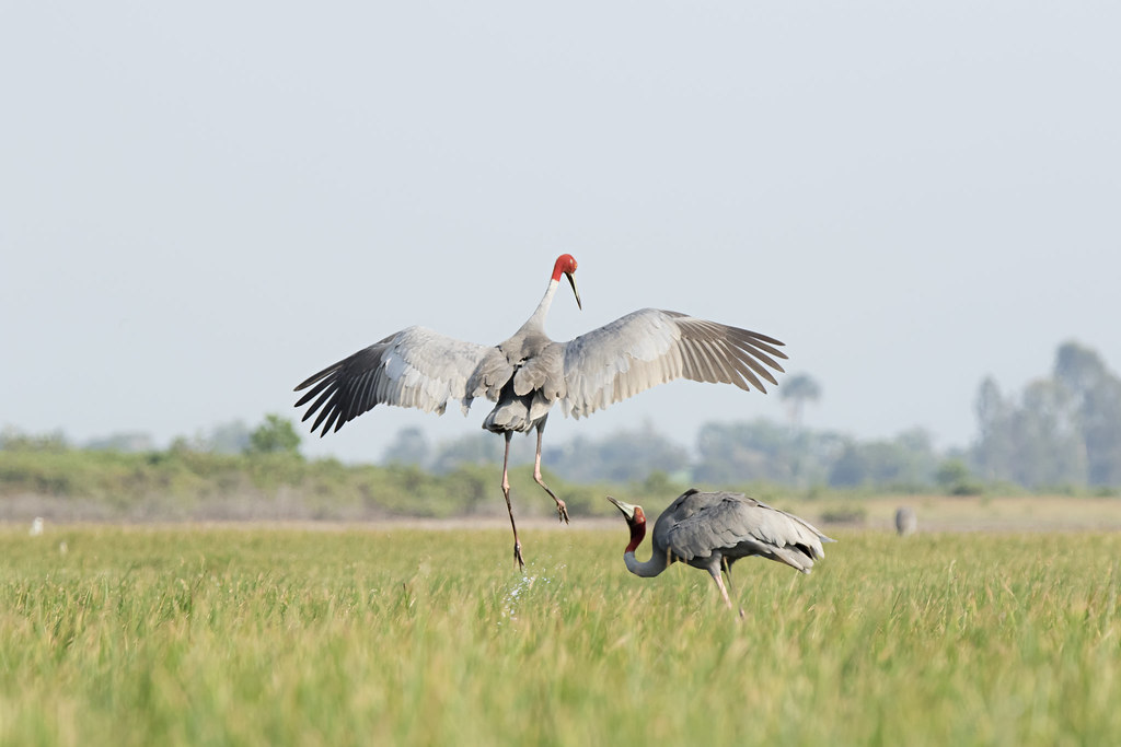 Same Day Trip to Bharatpur National Park